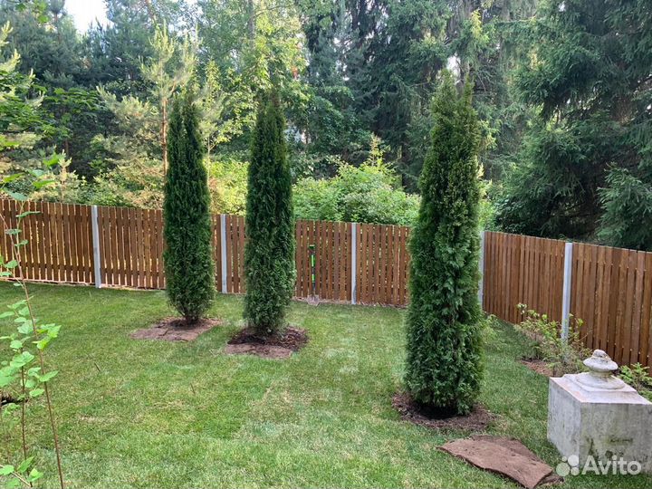 Туя смарагд 1,5 м