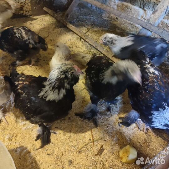 Куры породы фавероль лососевый