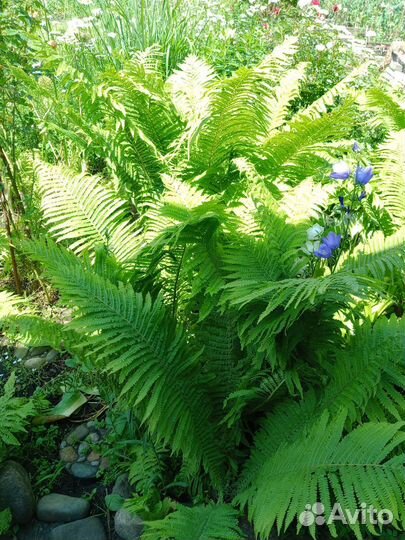 Папоротник