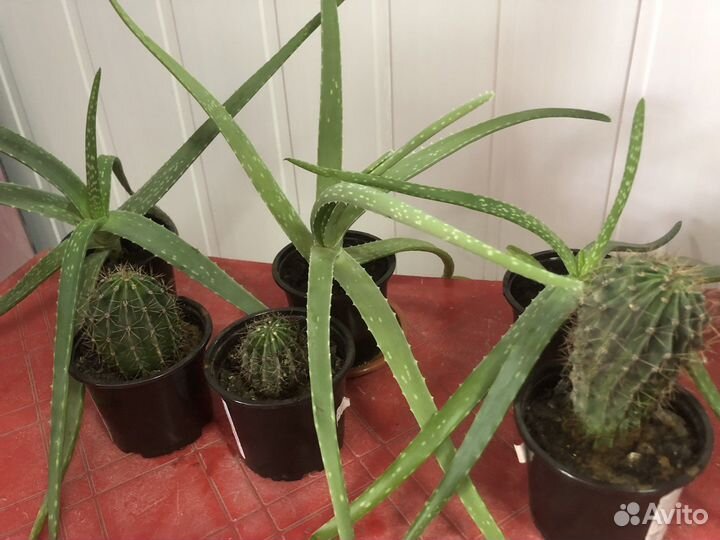 Продаются алоэ и кактусы