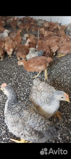 Куры, цветной бройлер