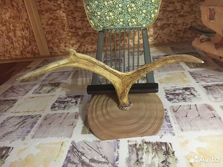 Продам рога лося