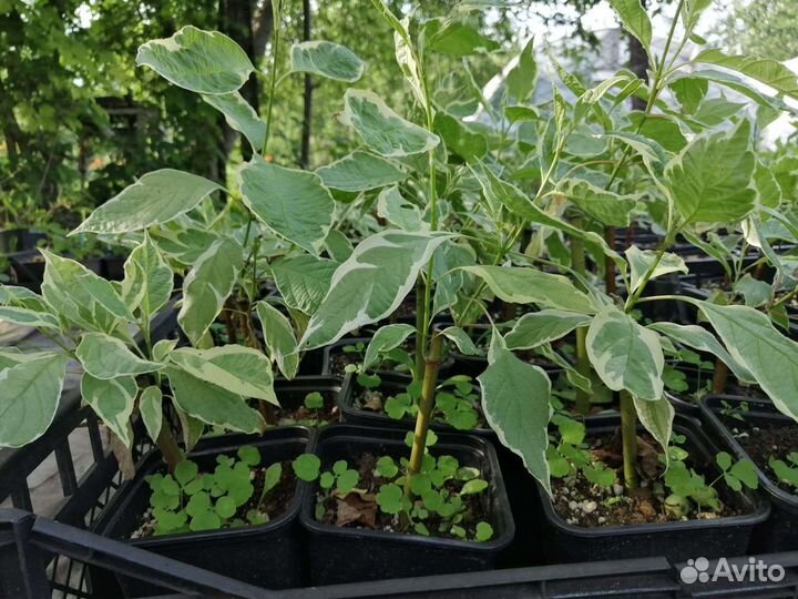 Дерен Аргентеомаргината,саженцы