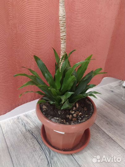 Пальма драцена