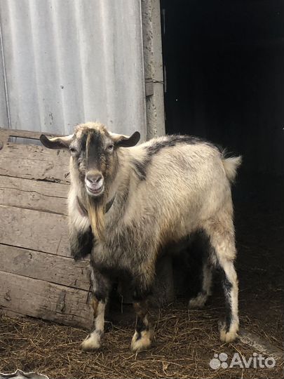 Козел зааненский