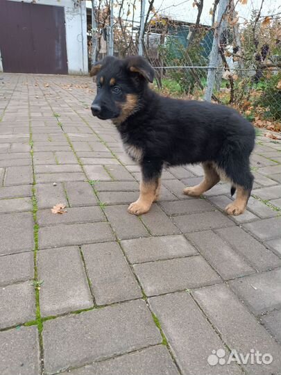 Немецкая овчарка