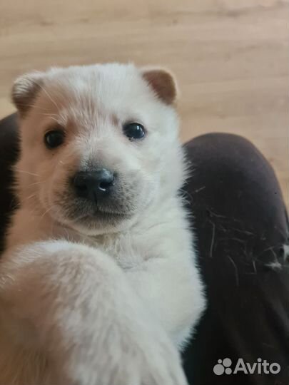 Щенок в добрые руки