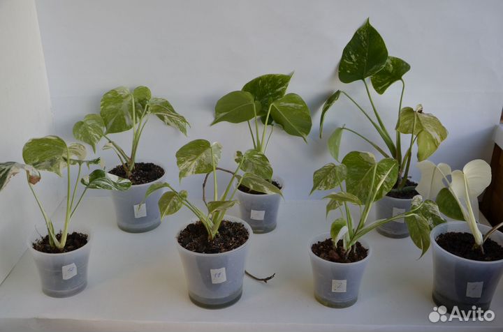 Монстера Альба