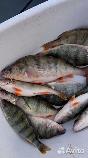 Рыбалка с гидом на Иваньковском водохранилище