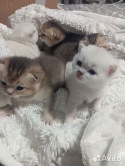 Шотландская