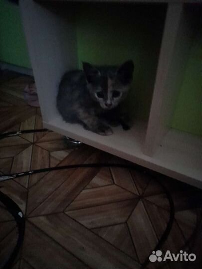 Котята,в добрые руки