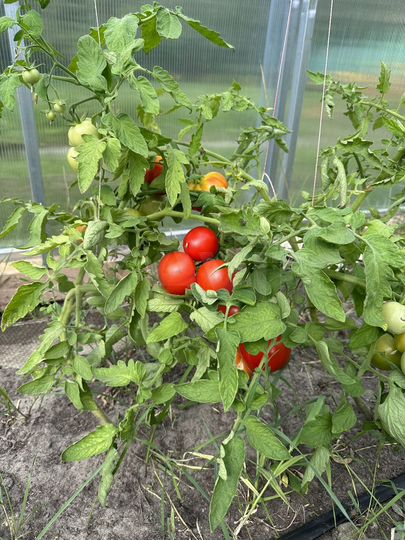 Дача 35 м² на участке 11 сот.