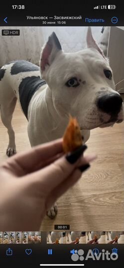 Американский стаффордширский терьер на вязку