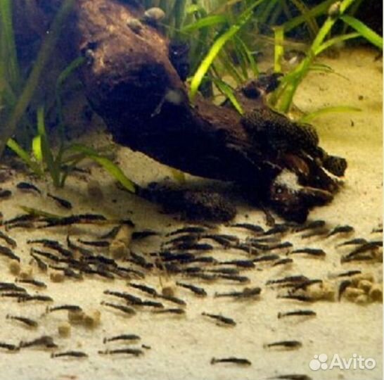 Сомы анциструсы