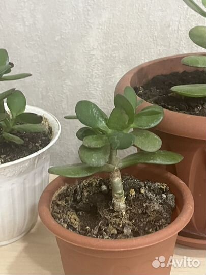 Денежное дерево