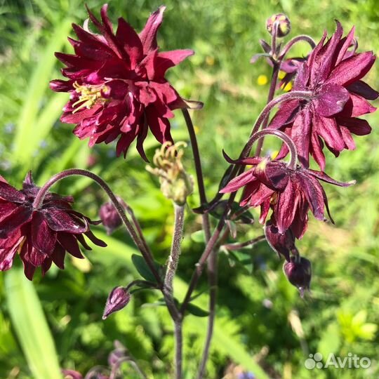 Многолетние корневищные цветы