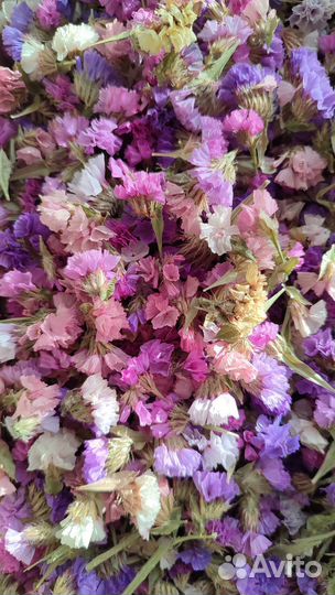 Статица сухоцвет