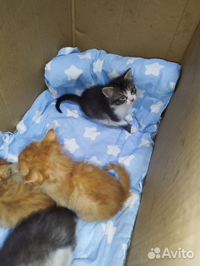 Котята в добрые руки