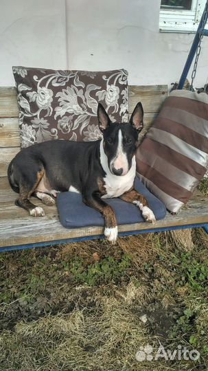 Щенок бультерьера и стаффа