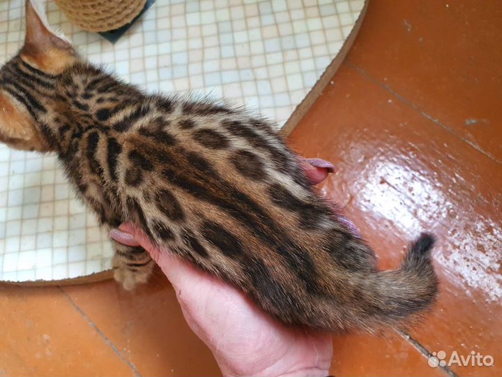 Бенгальские котята