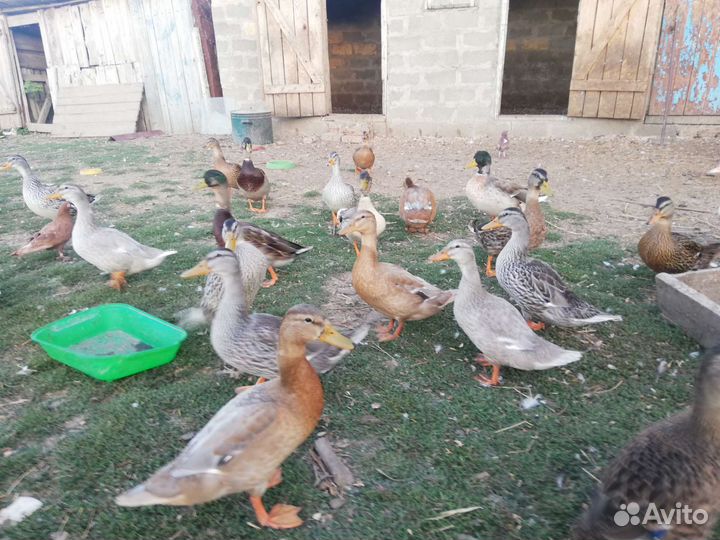 Продам утку крякву