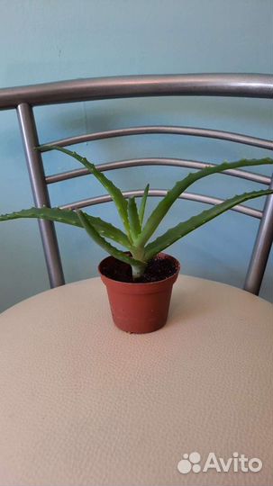 Алоэ (столетник)