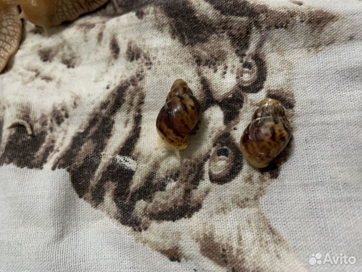 Улитки ахатины и ретикулята альбино