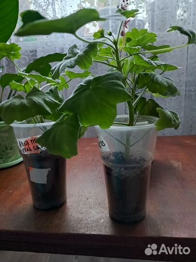 Пеларгония