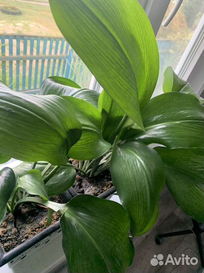 Домашние цветы