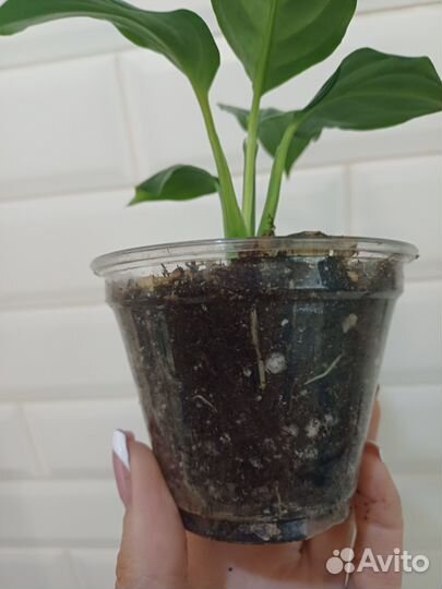 Спатифиллум Блэк бьюти вариегатный