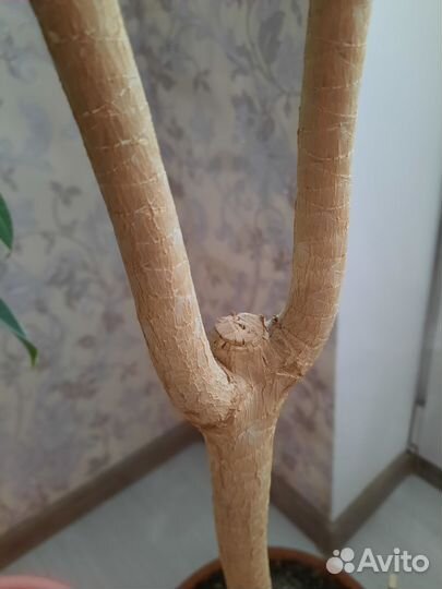 Пальма драцена