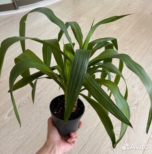 Пальма Юкка (3 ствола в горшке)