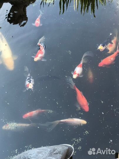 Рыбка комета