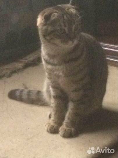 Вислоухий кот