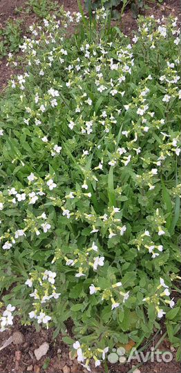 Арабис белый