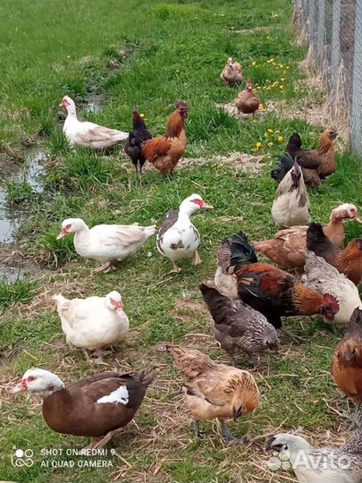 Индоутята мускусные