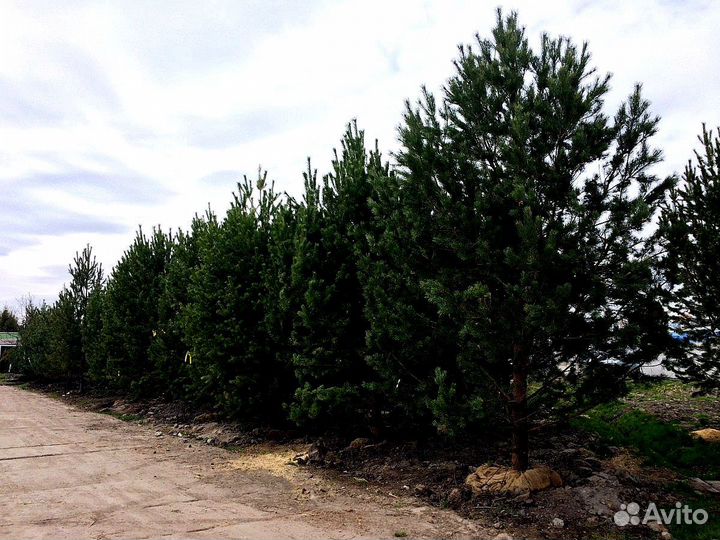 Высокая сосна на участок