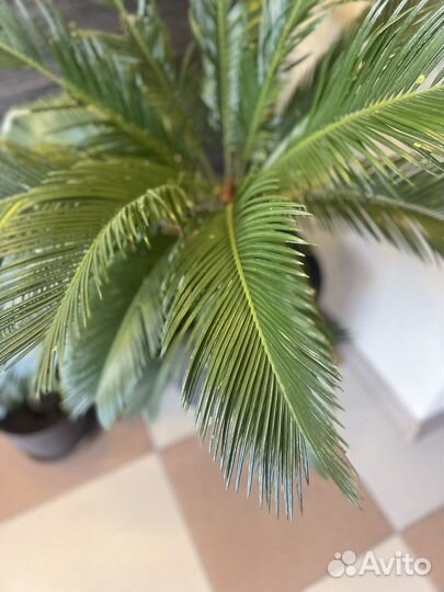 Пальма Цикас