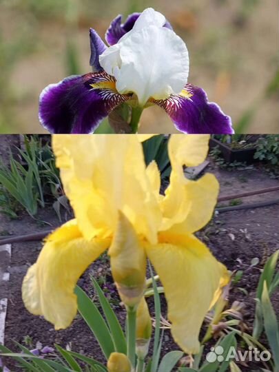 Ирис бородатый, астильба, птицемлечник