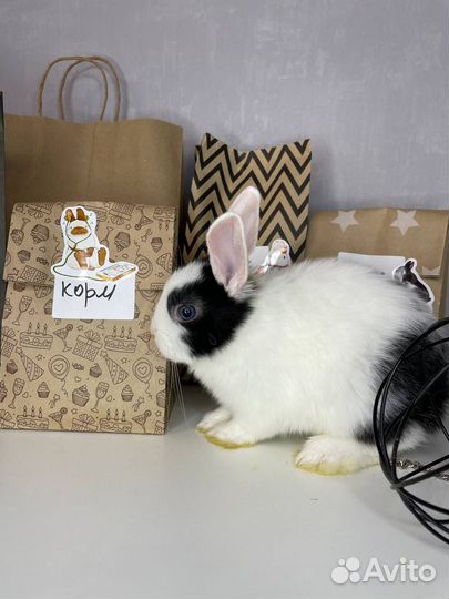 Карликовые кролики