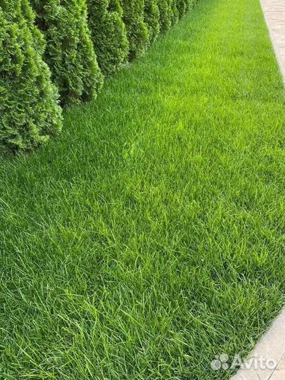 Рулонный газон /продажа/укладка