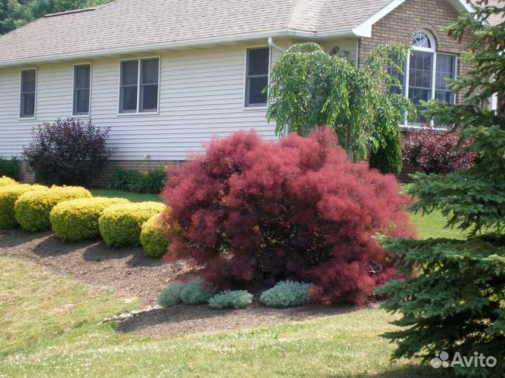 Скумпия кожевенная красная