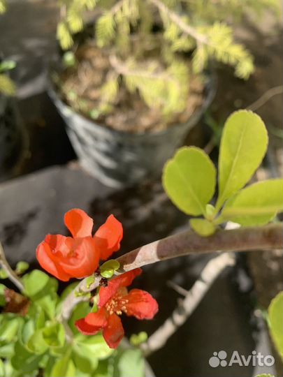 Айва японская