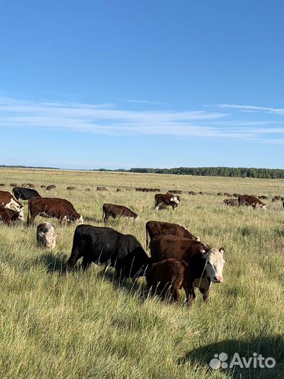 Телки, коровы