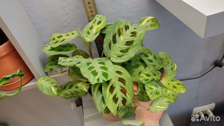 Маранта, рафидофора, сингониум