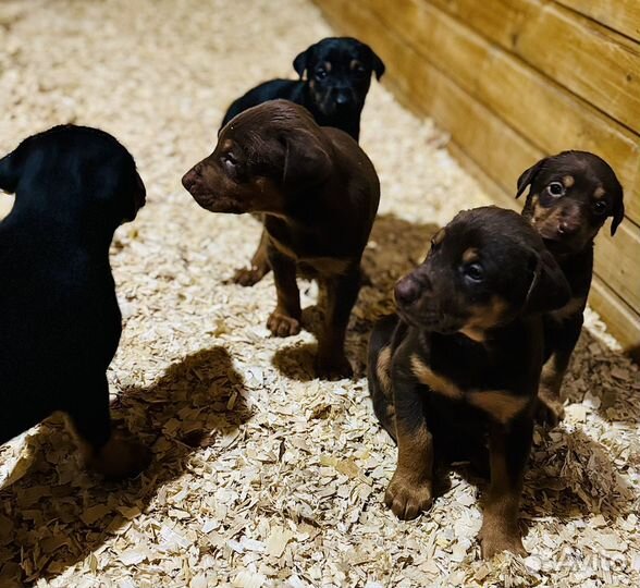 Щенки добермана