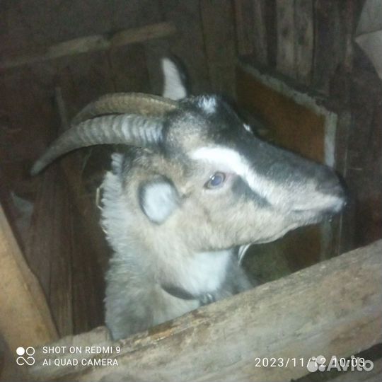 Козëл и две козы