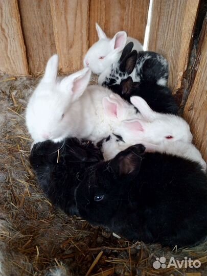 Кролики мясных пород, полувеликаны