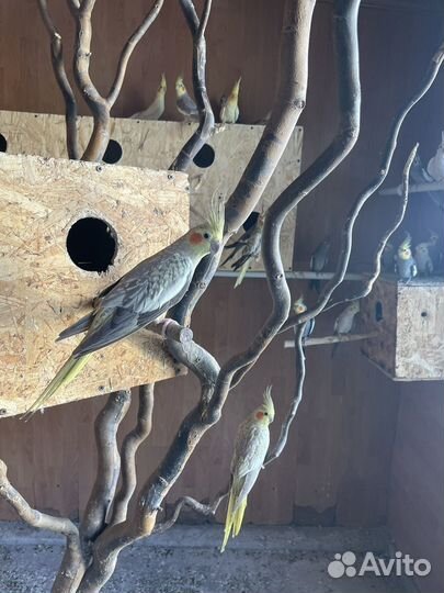 Кореллы попугаи