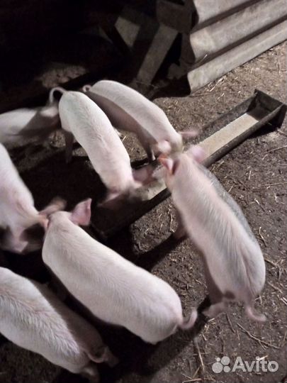 Поросенок ландрас